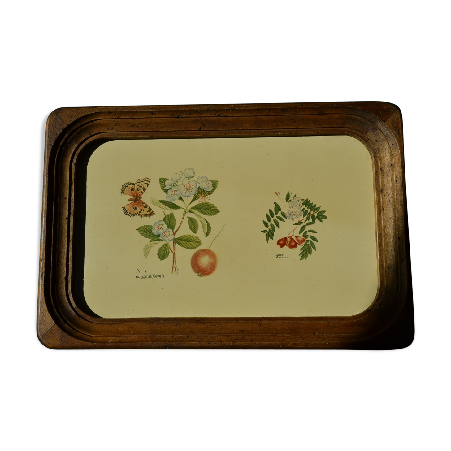 Wooden botanical tray