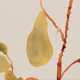 Watercolor illustration flowers