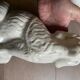 Staffordshire - pair of dogs