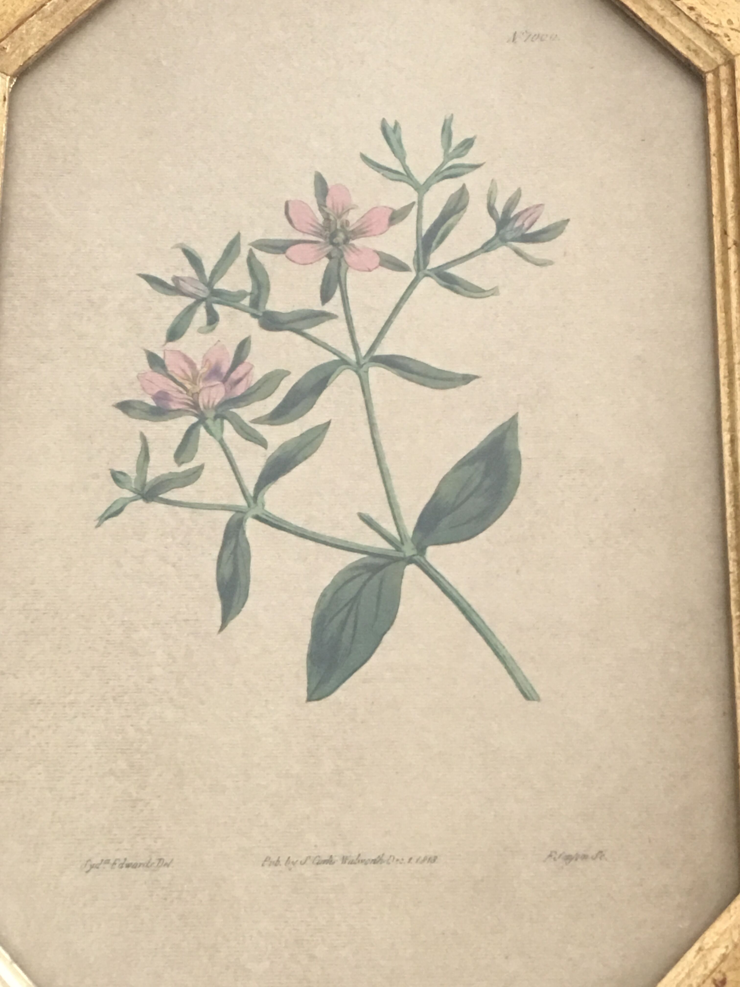 Curtis Walworth's 1813 botanical frame