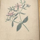 Curtis Walworth's 1813 botanical frame