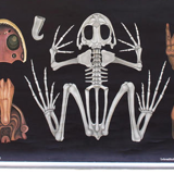 Jung-Koch-Quentell School Poster, Frog, 1974