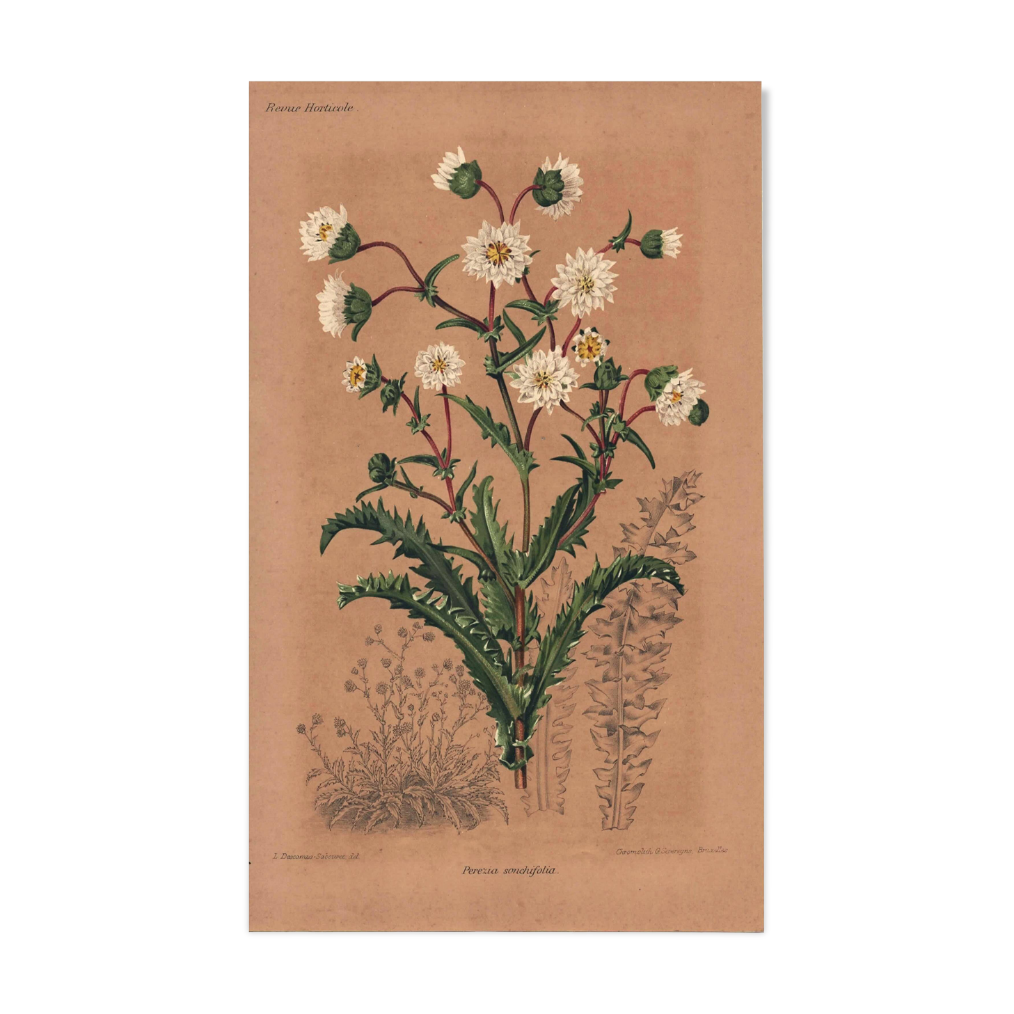 Botanical engraving from 1896 by Descamps-Sabouret • Perezia leaves sow thistle • Old lithograph