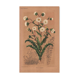 Botanical engraving from 1896 by Descamps-Sabouret • Perezia leaves sow thistle • Old lithograph