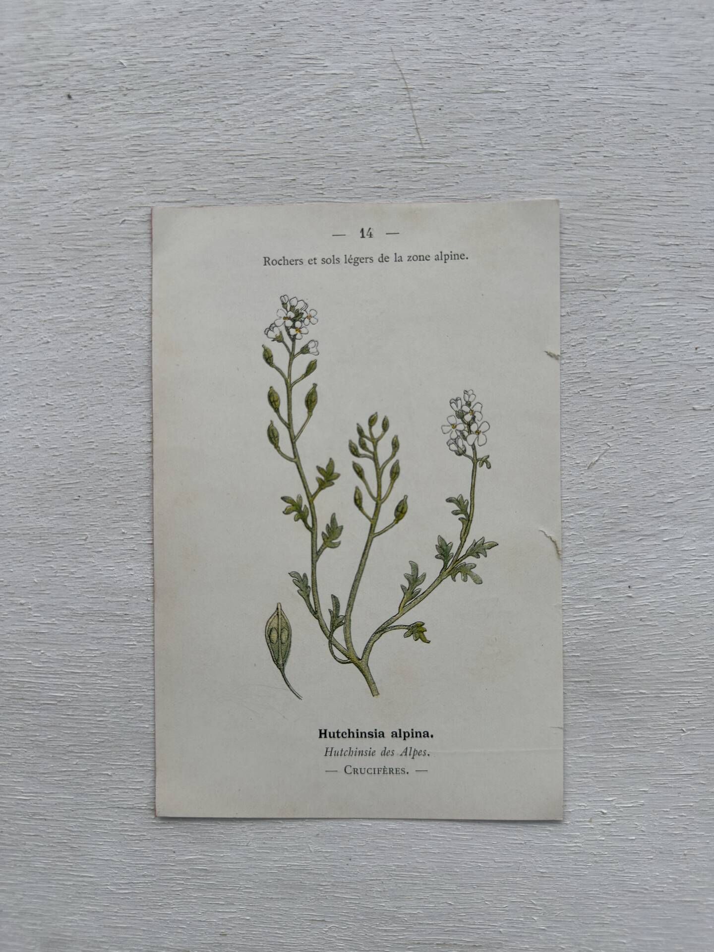 Botanical Plate 1800 Old Naturalist Engraving 19th Century Double-Sided