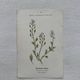 Botanical Plate 1800 Old Naturalist Engraving 19th Century Double-Sided