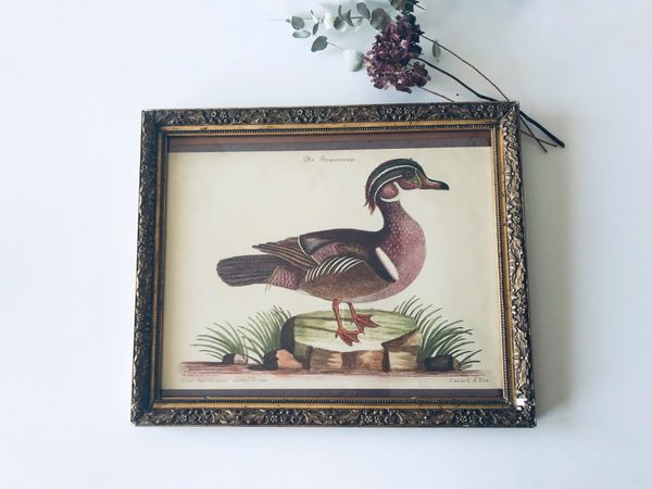 Canard encadré