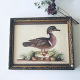 Ancient framed duck