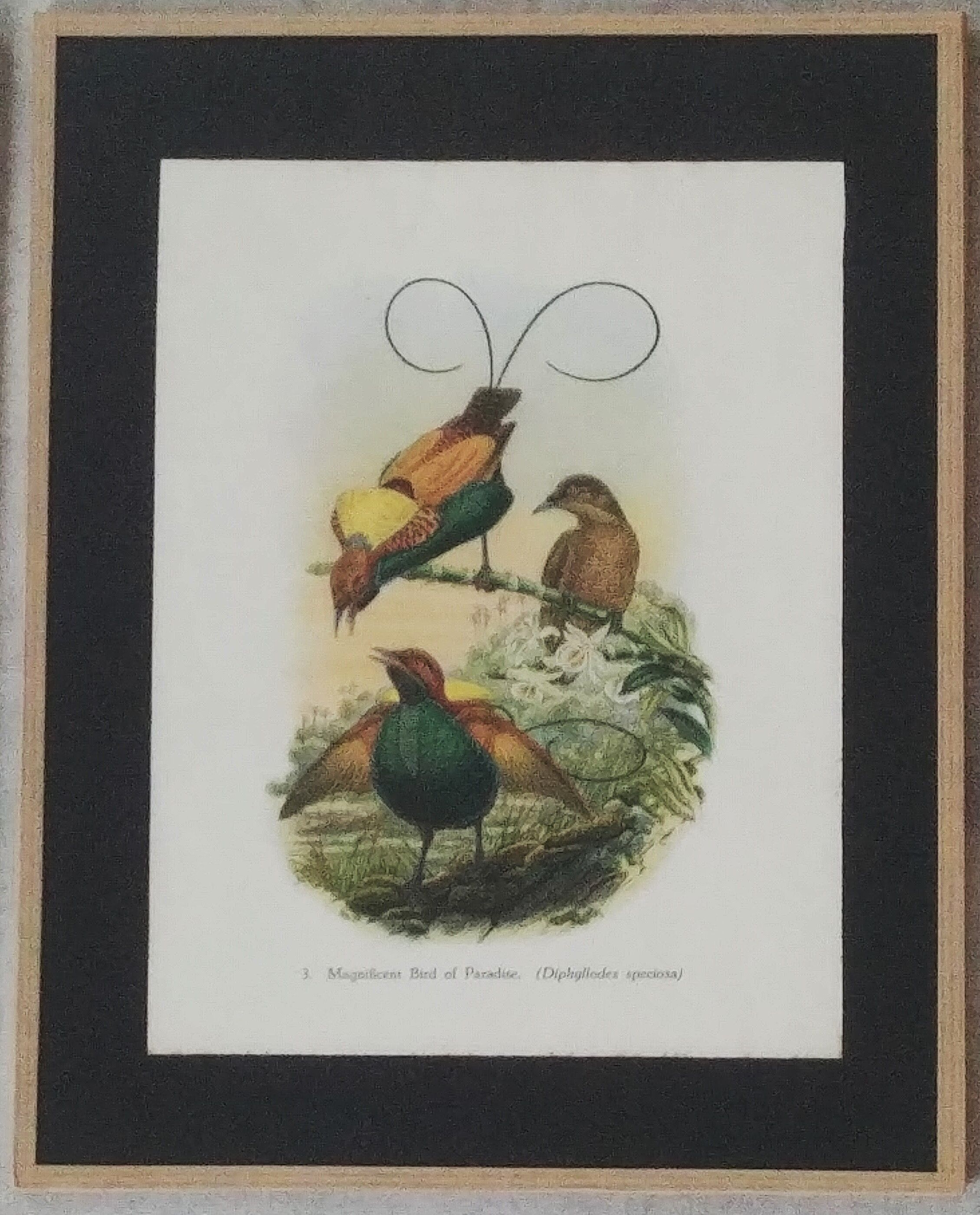 Three engravings of exotic birds