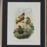 Three engravings of exotic birds