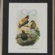 Three engravings of exotic birds