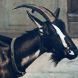 Displays educational goat, 1916
