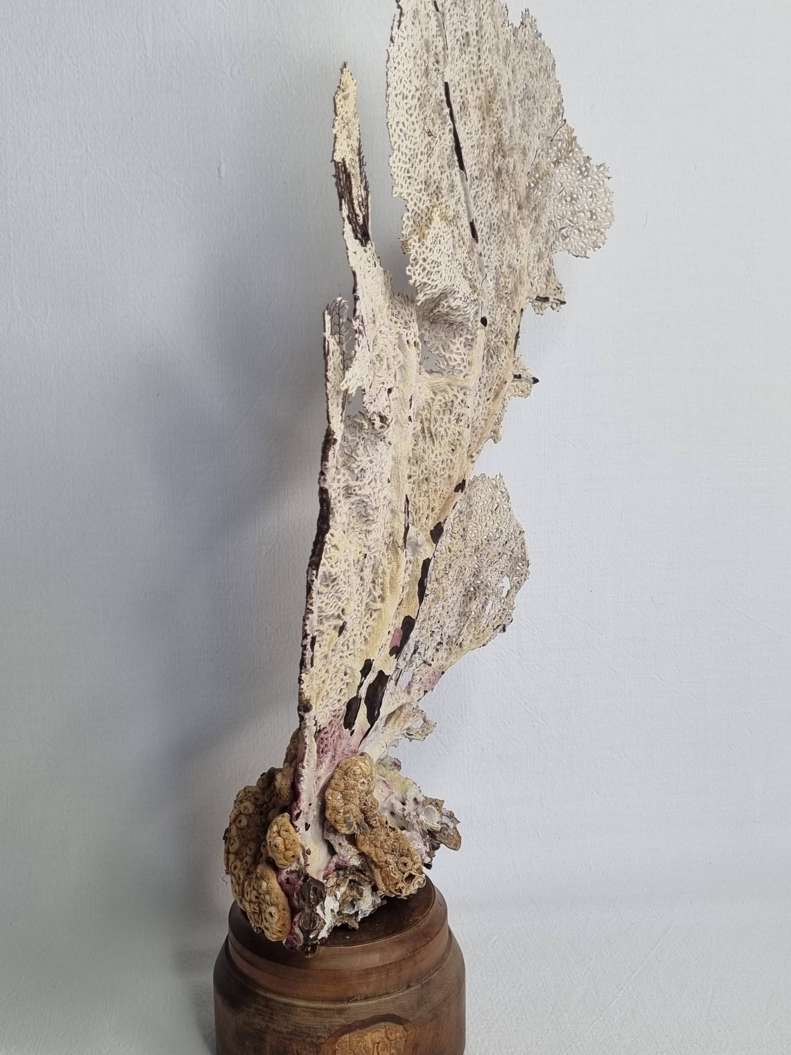 Large natural fan coral on wooden base, Height 47 cm