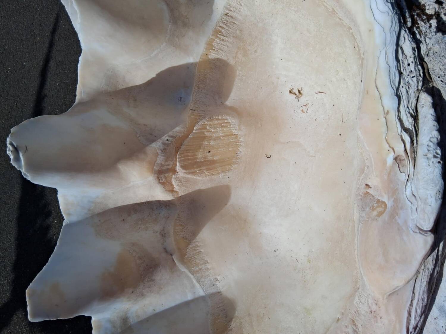 Tridacna shell (86 cm) – on base – rare and decorative