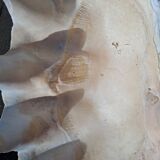 Tridacna shell (86 cm) – on base – rare and decorative