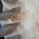 Tridacna shell (86 cm) – on base – rare and decorative