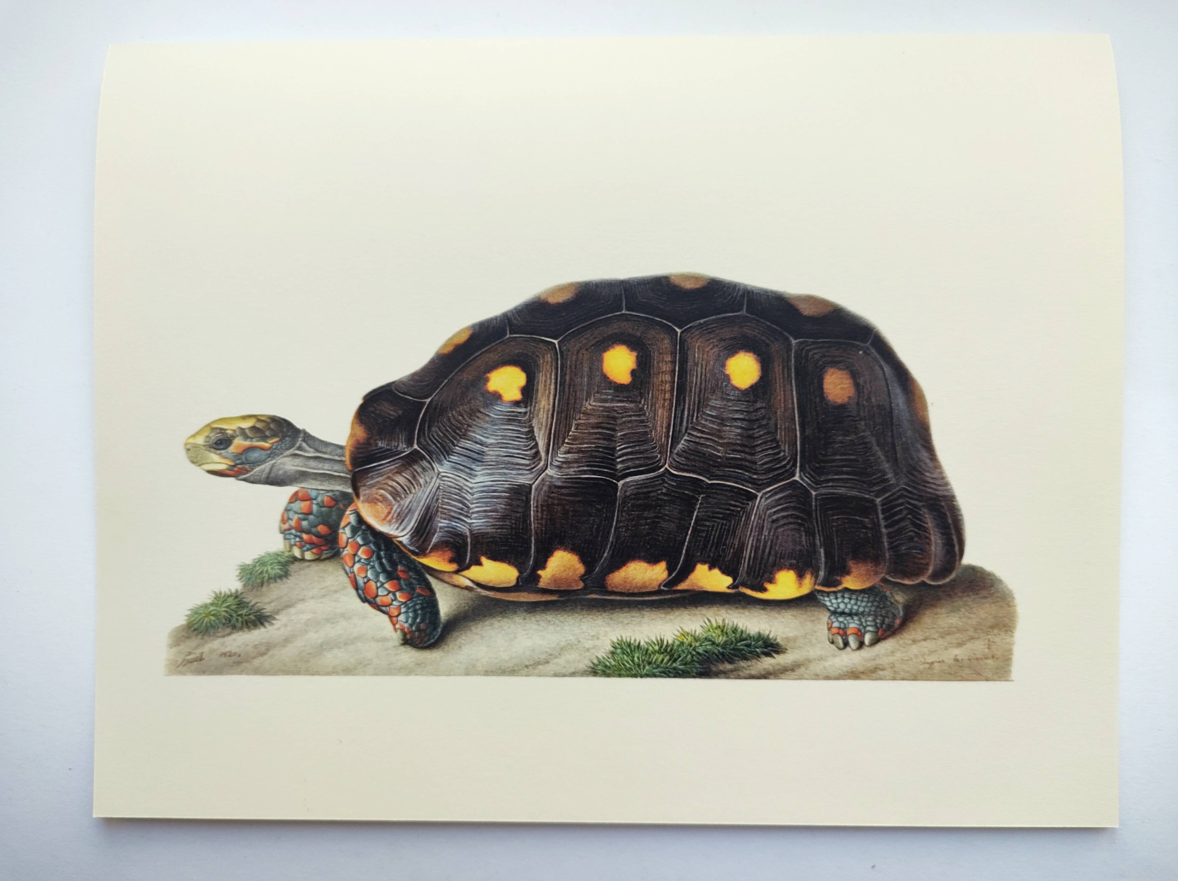 Old board - Sable turtle - Zoological illustration of vintage reptiles from 1970