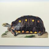 Old board - Sable turtle - Zoological illustration of vintage reptiles from 1970