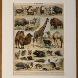 Lithograph of mammals - 1900 (giraffe, cows, etc.)