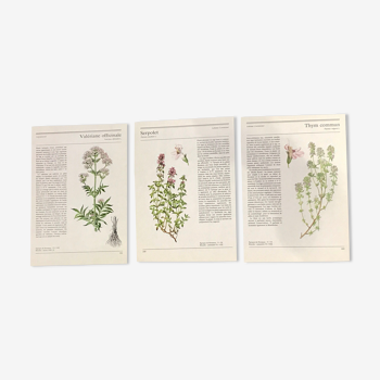 Illustrations botaniques années 80 thym