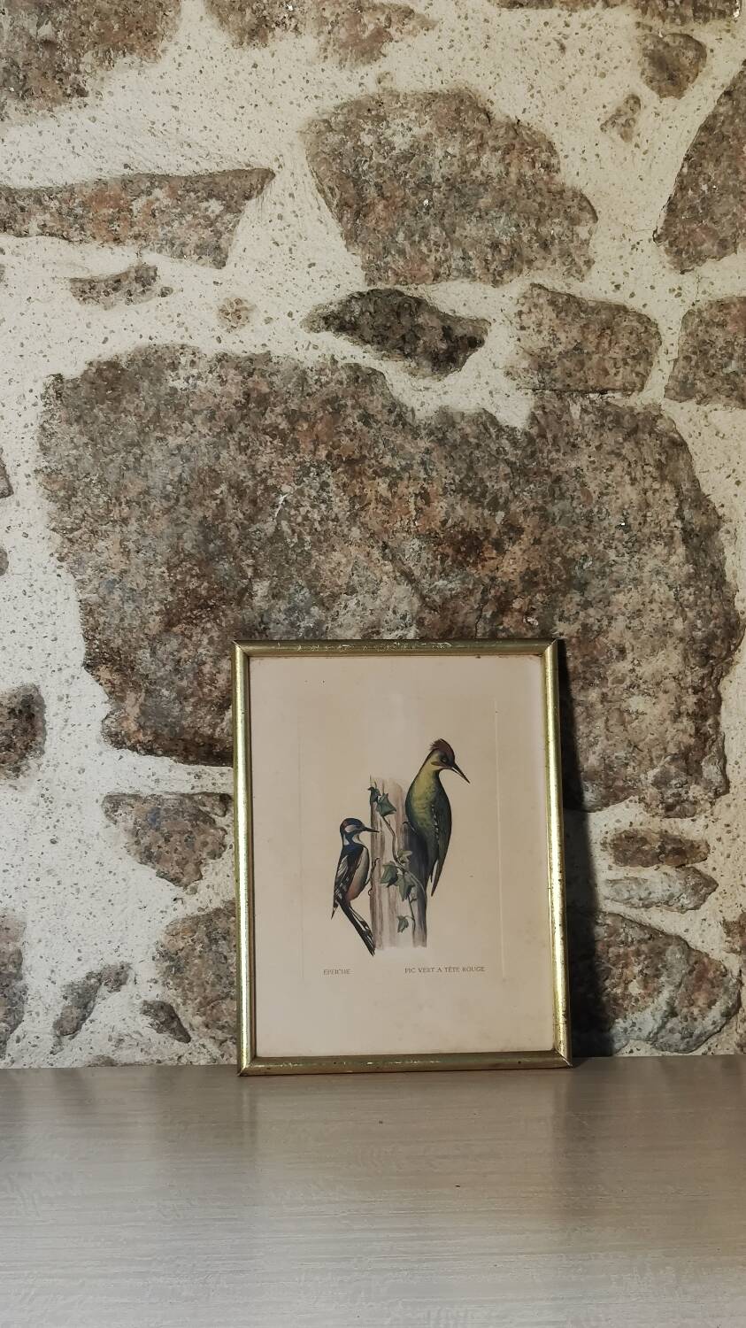 Illustration of birds
