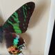 Naturalized butterfly