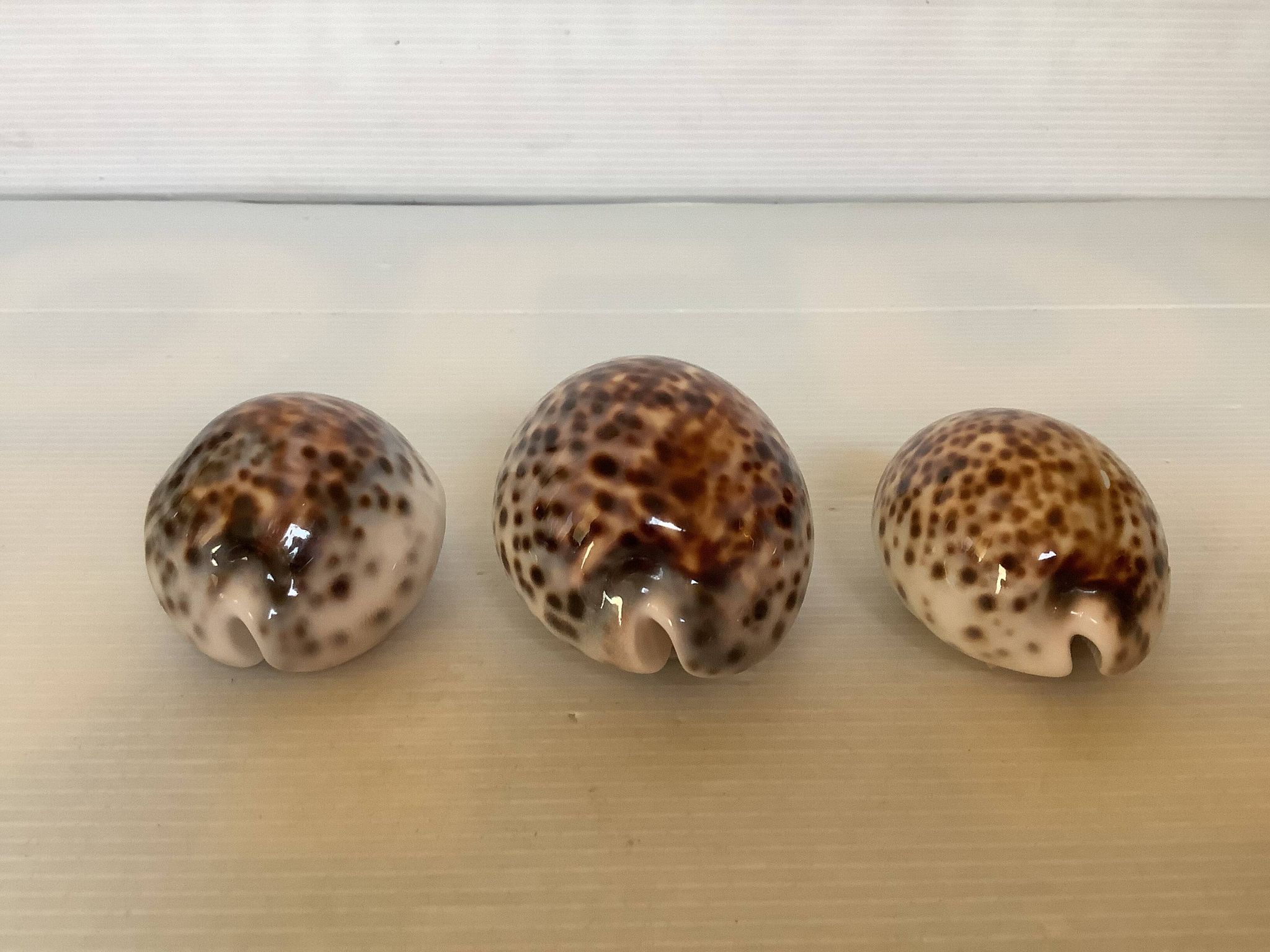 Trio de coquillages cypraea tigris