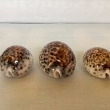 Trio of tiger cowrie shells