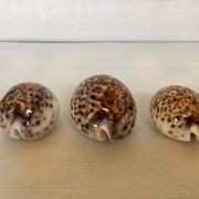 Trio de coquillages cypraea tigris