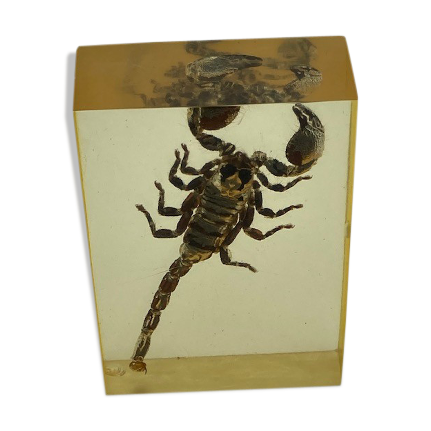 Scorpio in resin