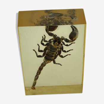 Scorpion dans résine