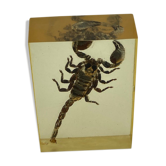 Scorpio in resin
