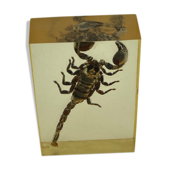 Scorpion dans résine
