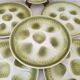 Shell plates Moulin des Loups Orchies
