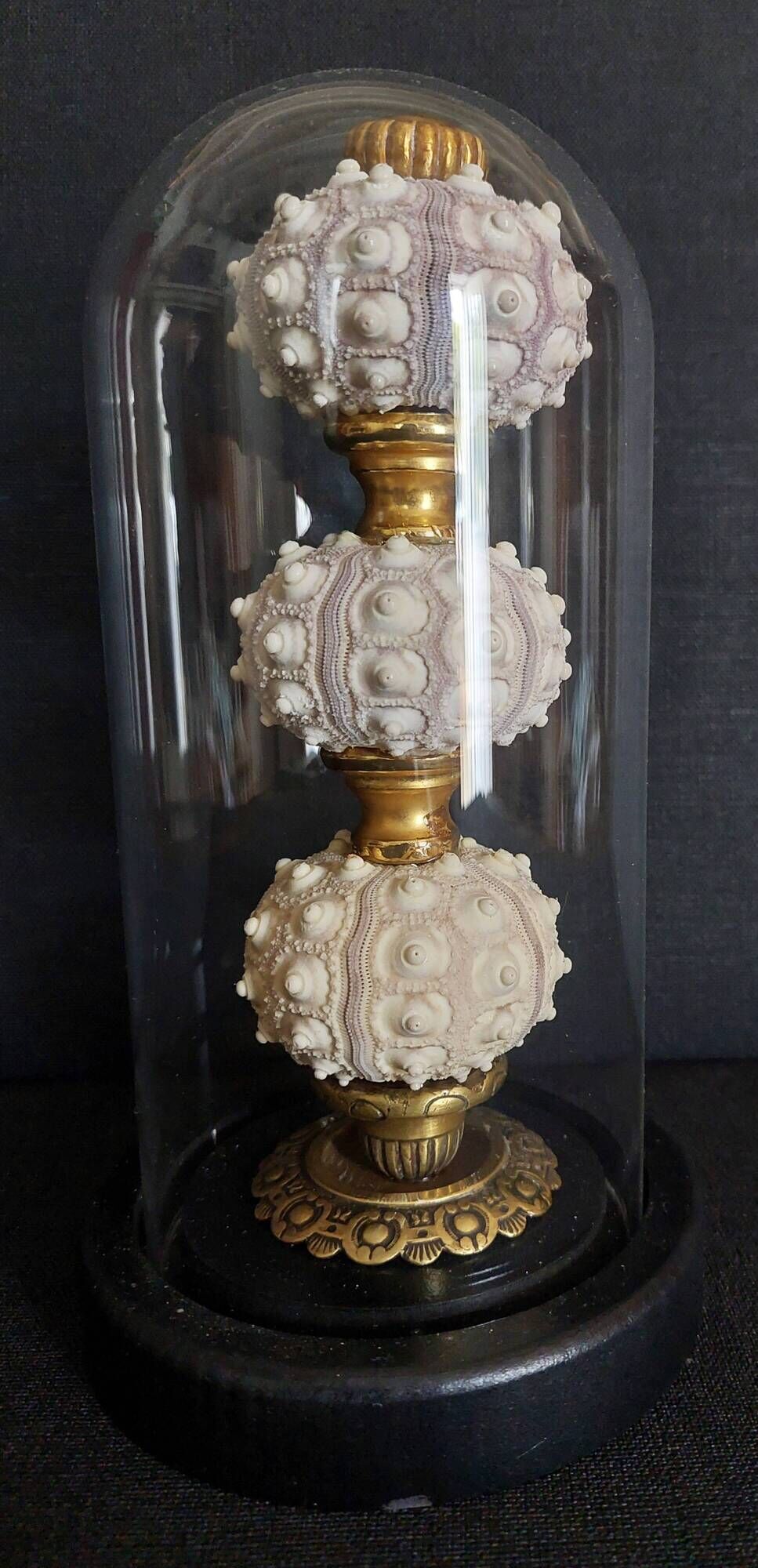 Cabinet de Curiosités globe avec oursins phyllacanthus imperialis