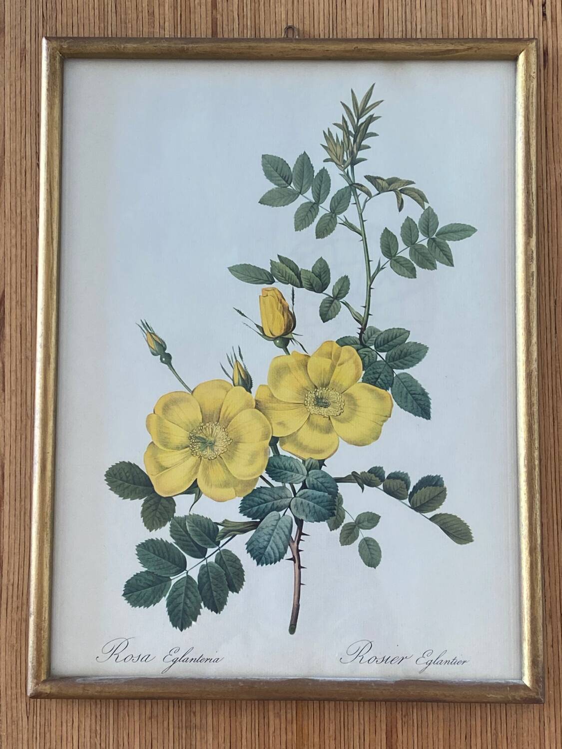 Lithographie PJ Redouté Rosier Eglantier