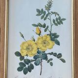 Lithographie PJ Redouté Rosier Eglantier