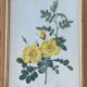 Lithographie PJ Redouté Rosier Eglantier