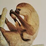 Zoological board