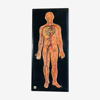 Tableau anatomie humaine