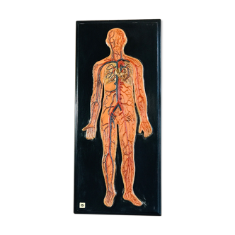 Tableau anatomie humaine