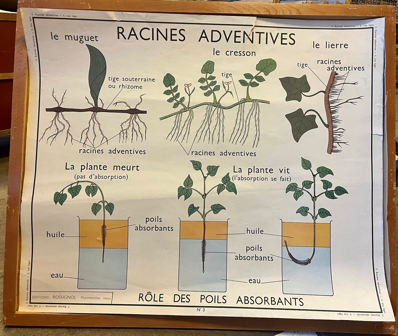 Food and/or Plant Poster - Adventitious Roots and Stems - Rossignol