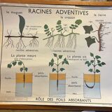 Food and/or Plant Poster - Adventitious Roots and Stems - Rossignol
