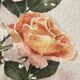 Rose painting