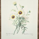 Planche botanique "Chrysanthème carené"