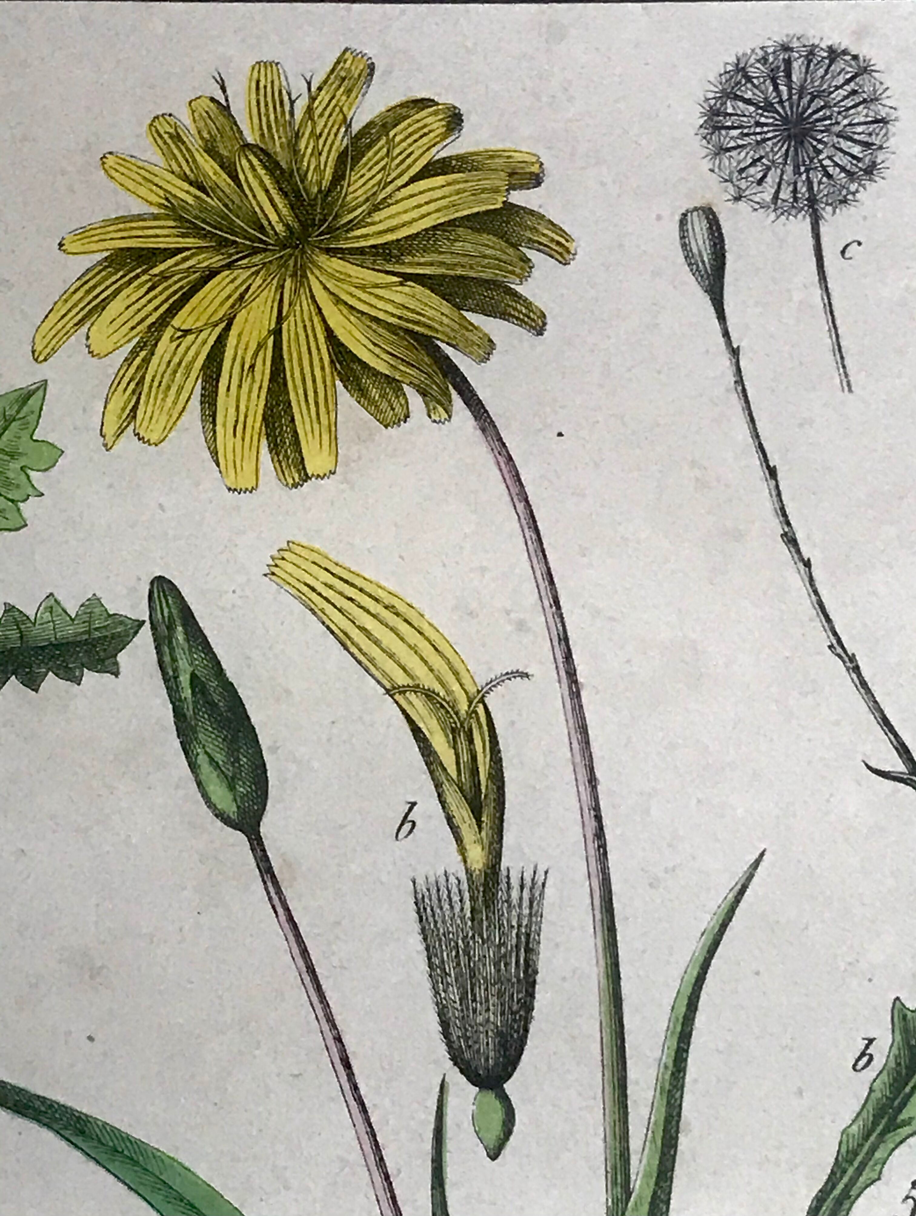 19th 32x42 botanical plank