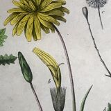 19th 32x42 botanical plank