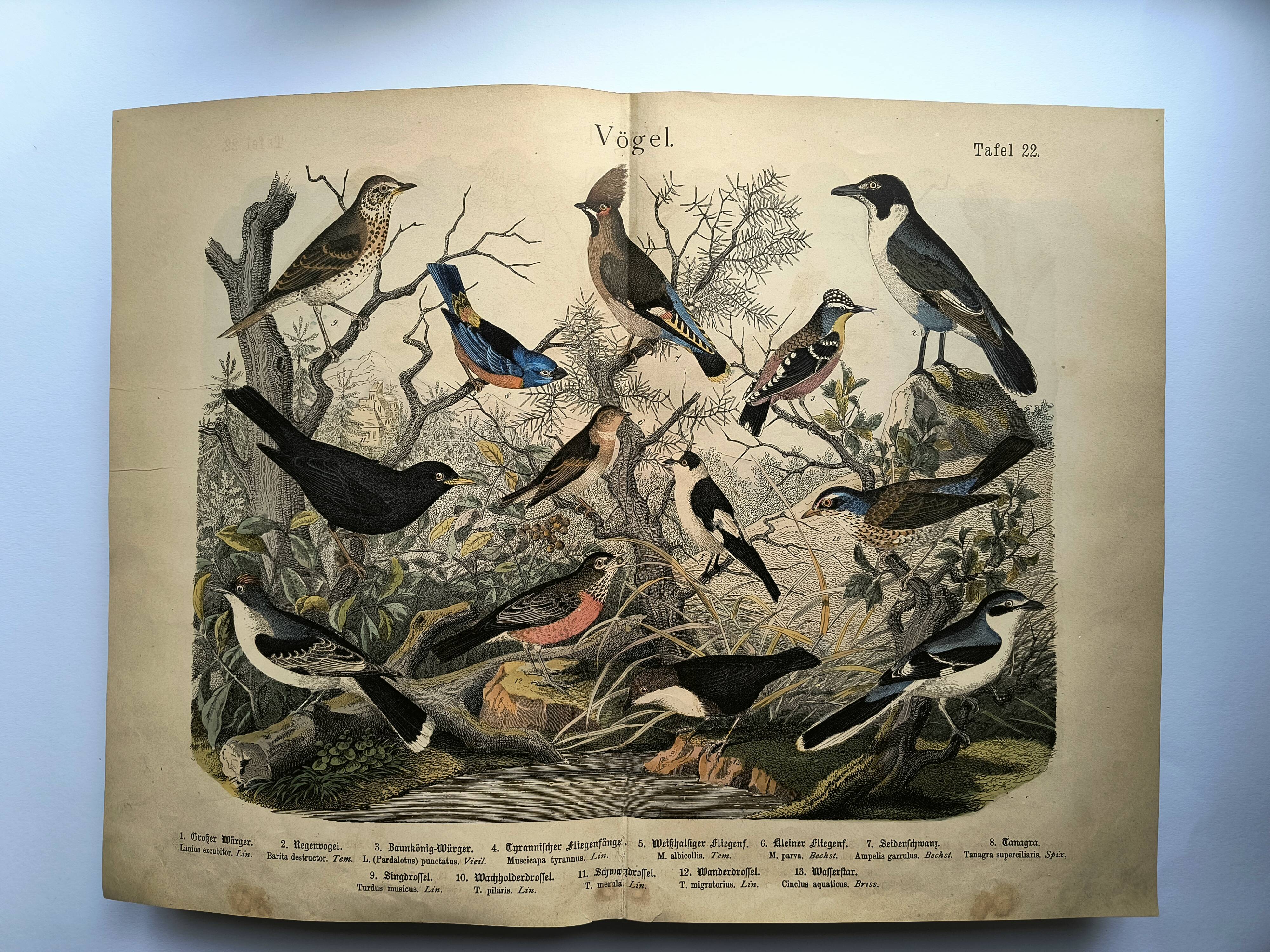 Large antique engraving, 1886 - Thrushes and European birds. Lithograph.