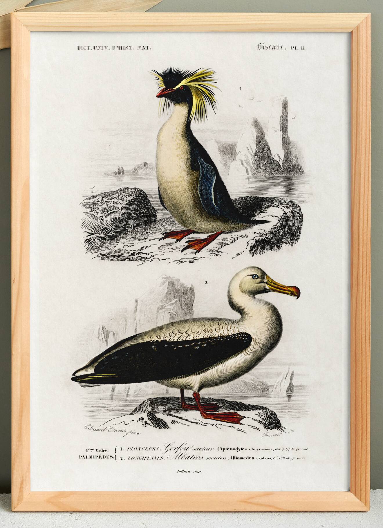 Affiche sur le manchot royal et l’albatros, d’après une gravure ancienne