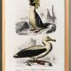 Affiche sur le manchot royal et l’albatros, d’après une gravure ancienne